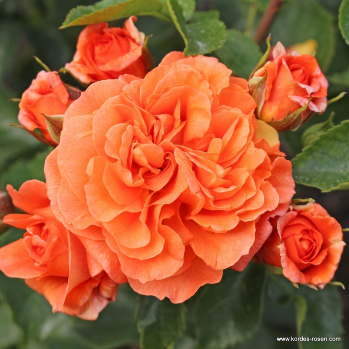 ORANGERIE® ORANGERIE®